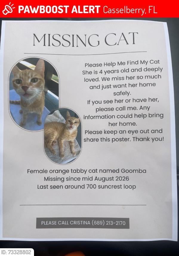 Lost Female Cat last seen Winn Dixie, Casselberry, FL 32707