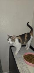 Found/Stray Female Cat last seen Rancho vista subdivison., Corpus Christi, TX 78414