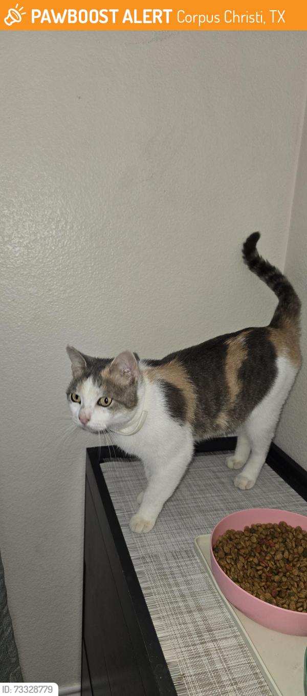 Found/Stray Female Cat last seen Rancho vista subdivison., Corpus Christi, TX 78414