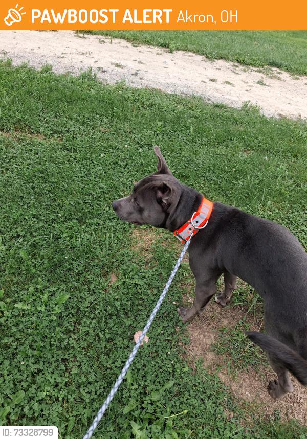Found/Stray Male Dog last seen Joy park homes, Akron, OH 44306