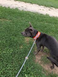 Found/Stray Male Dog last seen Joy park homes, Akron, OH 44306