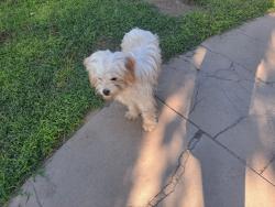 Found/Stray Unknown Dog last seen Ave 400, Dinuba, CA 93618