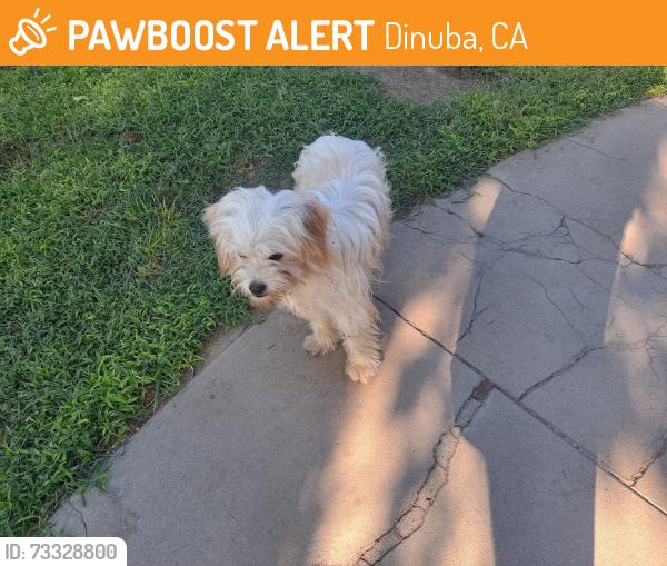 Found/Stray Unknown Dog last seen Ave 400, Dinuba, CA 93618