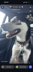 Reunited Male Dog last seen N. Druid Hills Rd. / Lavista, North Druid Hills, GA 30329