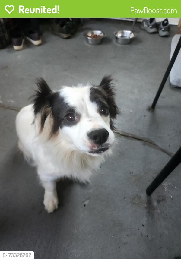 Reunited Female Dog last seen Dogwood Dr and North Ave in Hapeville, Hapeville, GA 30354