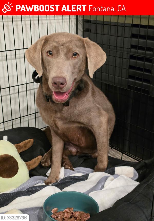 Lost Male Dog last seen Duncan Canyon Road and Citrus Ave, Fontana, CA 92336