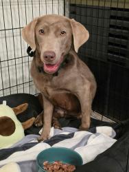 Lost Male Dog last seen Duncan Canyon Road and Citrus Ave, Fontana, CA 92336