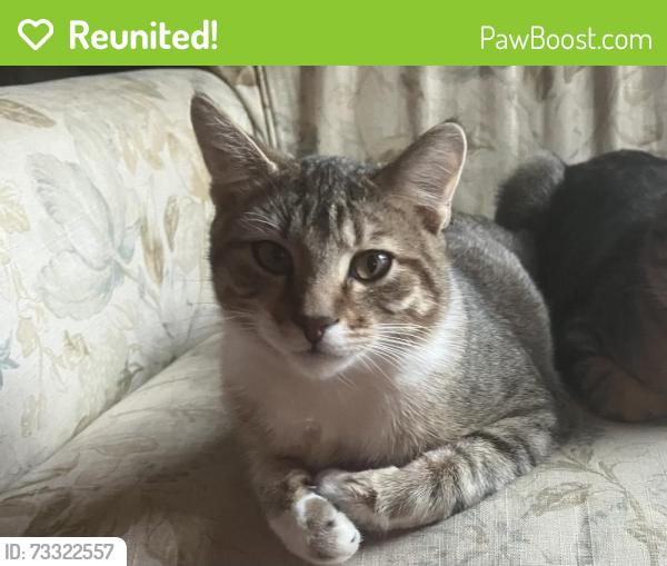Reunited Male Cat last seen 41st & Leonard Pl, Des Moines, IA 50310