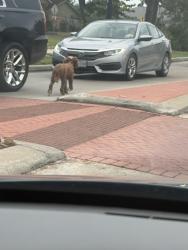 Found/Stray Unknown Dog last seen Brighton, Meadows Place, TX 77099