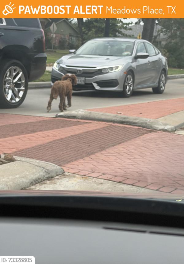Found/Stray Unknown Dog last seen Brighton, Meadows Place, TX 77099