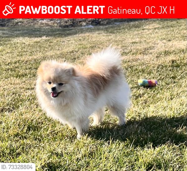 Lost Male Dog last seen Hull Gatineau, Gatineau, QC J8X 1H2