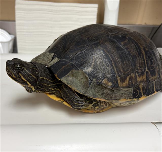 Shelter Stray Female Reptile last seen MOUNT SAN MIGUEL PARK, 130 Beyer Way, Chula Vista, CA 91911, USA