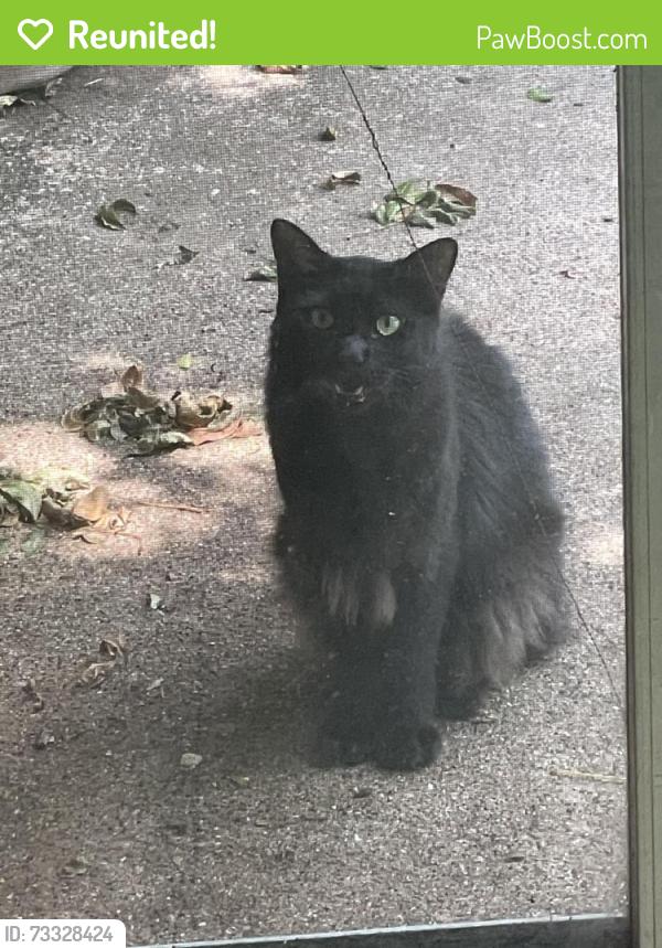 Reunited Male Cat last seen Fielder and Foster Drive, Arlington, TX 76012