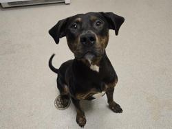 Shelter Stray Male Dog last seen , 11232 B Ave, Auburn, CA 95603, USA