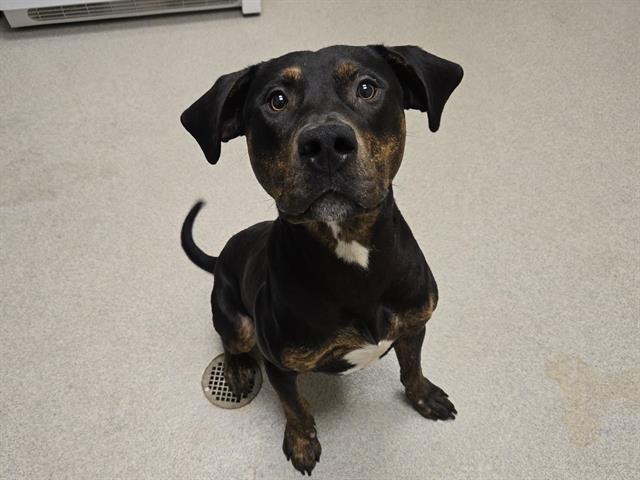 Shelter Stray Male Dog last seen , 11232 B Ave, Auburn, CA 95603, USA