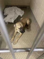 Shelter Stray Male Dog last seen HAMRICK ST, 1601 Airport Rd, Shelby, NC 28150, USA