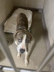 Shelter Stray Female Dog last seen HAMRICK ST, 1601 Airport Rd, Shelby, NC 28150, USA