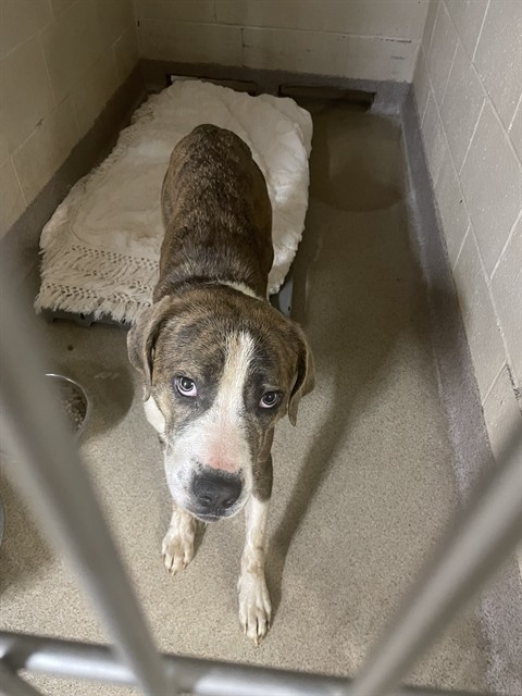 Shelter Stray Female Dog last seen HAMRICK ST, 1601 Airport Rd, Shelby, NC 28150, USA