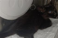 Shelter Stray Male Cat last seen , 4275 Elton St, Baldwin Park, CA 91706, USA
