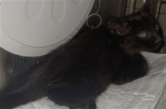 Shelter Stray Male Cat last seen , 4275 Elton St, Baldwin Park, CA 91706, USA