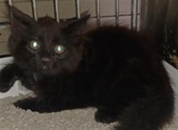 Shelter Stray Female Cat last seen , 4275 Elton St, Baldwin Park, CA 91706, USA