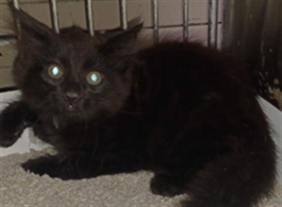 Shelter Stray Female Cat last seen , 4275 Elton St, Baldwin Park, CA 91706, USA