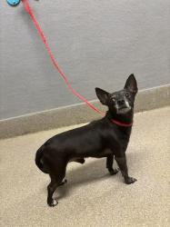 Shelter Stray Male Dog last seen Near BLOCK BURNHAM AVE, LAS VEGAS NV 89169, 655 N Mojave Rd, Las Vegas, NV 89101, USA