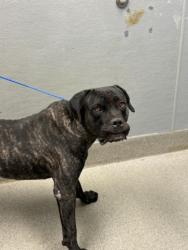 Shelter Stray Male Dog last seen 300BLK SILVER GROVE ST, 655 N Mojave Rd, Las Vegas, NV 89101, USA