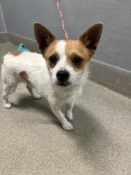 Shelter Stray Male Dog last seen Near BLOCK HARRIS AVE, LAS VEGAS NV 89101, 655 N Mojave Rd, Las Vegas, NV 89101, USA