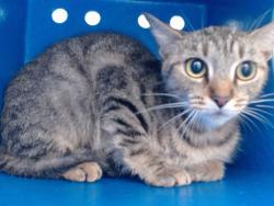 Shelter Stray Female Cat last seen , 2769 Conroy Rd, Orlando, FL 32839, USA