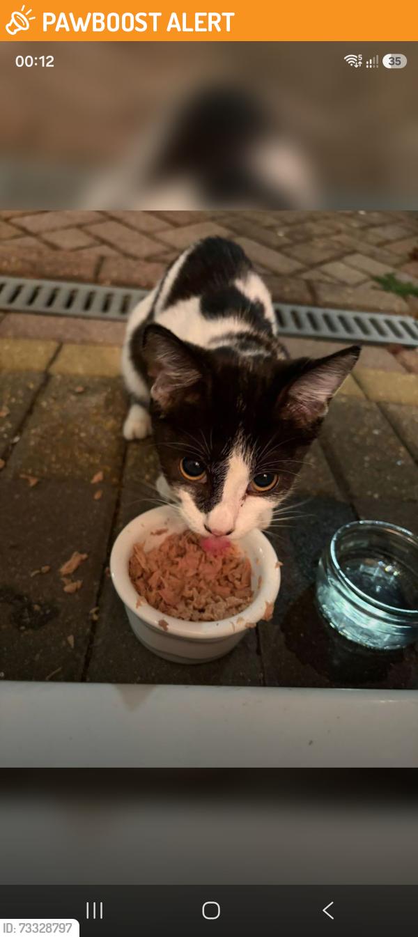 Found/Stray Female Cat last seen Hedge lane, Greater London, England 