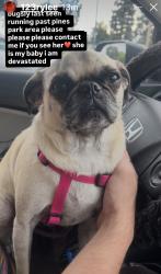 Reunited Female Dog last seen Pines Park, Dana Point, CA 92624