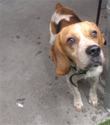 Shelter Stray Male Dog last seen , 11258 Garfield Ave, Downey, CA 90242, USA