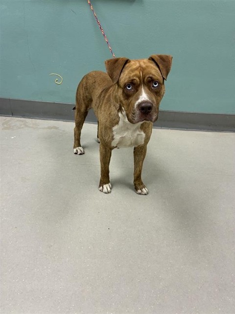 Shelter Stray Male Dog last seen Near BLOCK STONERIDGE DR, VERDI NV 89439, 2825 Longley Ln Suite A, Reno, NV 89502, USA