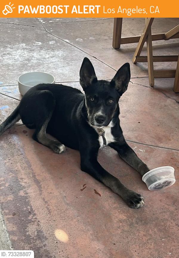 Found/Stray Female Dog last seen South Harcourt and Hickory, Los Angeles, CA 90016