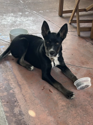 Found/Stray Female Dog last seen South Harcourt and Hickory, Los Angeles, CA 90016