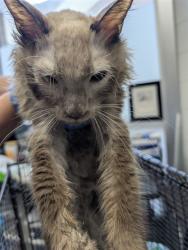 Shelter Stray Female Cat last seen , 4000 N Silverbell Rd, Tucson, AZ 85745, USA
