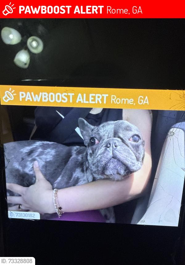 Lost Male Dog last seen Circle K, Rome, GA 30165