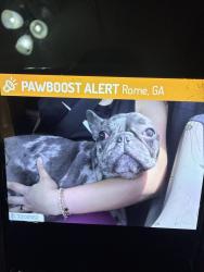 Lost Male Dog last seen Circle K, Rome, GA 30165
