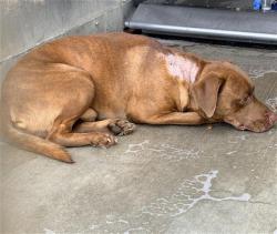 Shelter Stray Male Dog last seen , 600 Aviation Dr, Camarillo, CA 93010, USA
