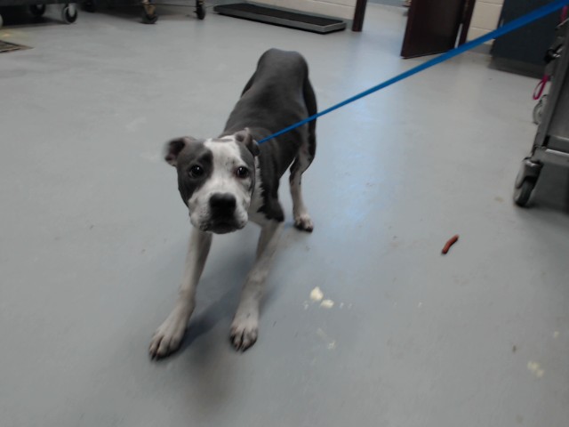 Shelter Stray Male Dog last seen Near BLOCK DEAVER PL, HOPE MILLS NC 28348, 4704 Corporation Dr, Fayetteville, NC 28306, USA