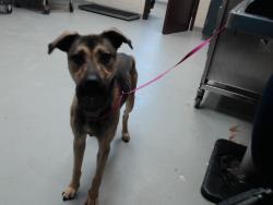 Shelter Stray Male Dog last seen Near BLOCK LILLINGTON HWY, SPRING LAKE NC 28390, 4704 Corporation Dr, Fayetteville, NC 28306, USA