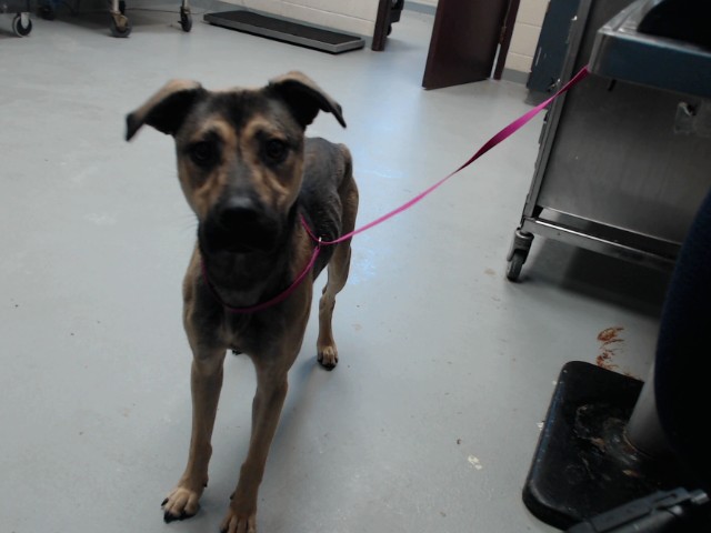 Shelter Stray Male Dog last seen Near BLOCK LILLINGTON HWY, SPRING LAKE NC 28390, 4704 Corporation Dr, Fayetteville, NC 28306, USA