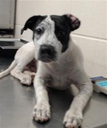 Shelter Stray Male Dog last seen Near BLOCK RAEFORD RD, FAYETTEVILLE NC 28304, 4704 Corporation Dr, Fayetteville, NC 28306, USA