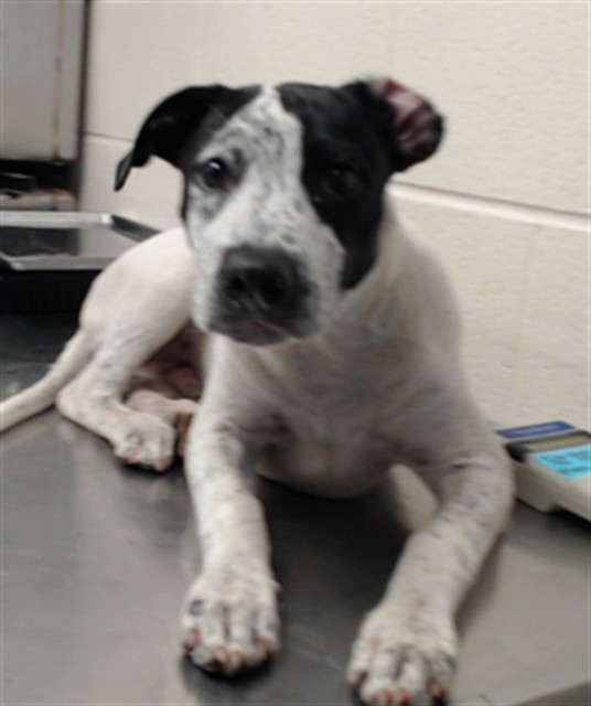 Shelter Stray Male Dog last seen Near BLOCK RAEFORD RD, FAYETTEVILLE NC 28304, 4704 Corporation Dr, Fayetteville, NC 28306, USA