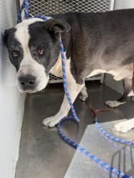 Shelter Stray Male Dog last seen Near BLOCK MARE CT, 3951 Fruitvale Ave, Bakersfield, CA 93308, USA