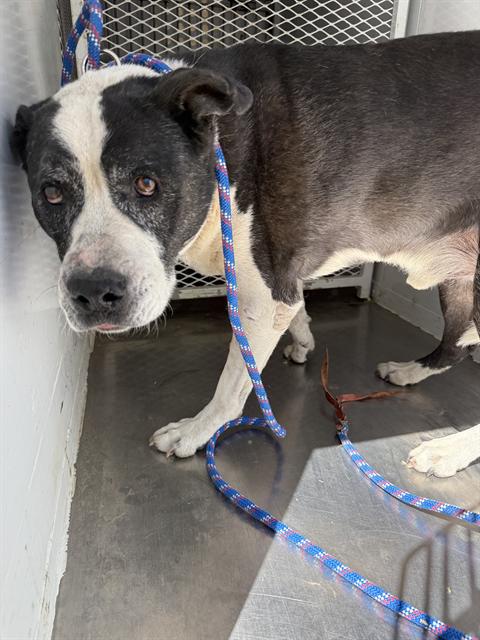 Shelter Stray Male Dog last seen Near BLOCK MARE CT, 3951 Fruitvale Ave, Bakersfield, CA 93308, USA