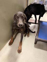 Shelter Stray Male Dog last seen Near BLOCK 58 HWY, MOJAVE CA 93501, 3951 Fruitvale Ave, Bakersfield, CA 93308, USA