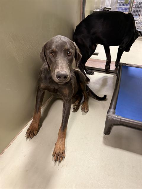 Shelter Stray Male Dog last seen Near BLOCK 58 HWY, MOJAVE CA 93501, 3951 Fruitvale Ave, Bakersfield, CA 93308, USA