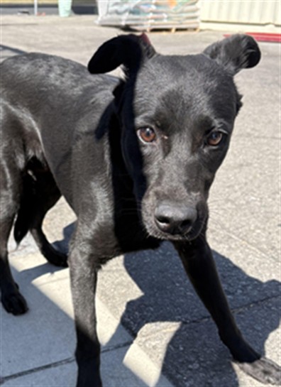Shelter Stray Unknown Dog last seen , 1850 W 60th St, Los Angeles, CA 90047, USA